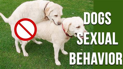 do dogs know when you're having sex|Sexual Behavior in Dogs .